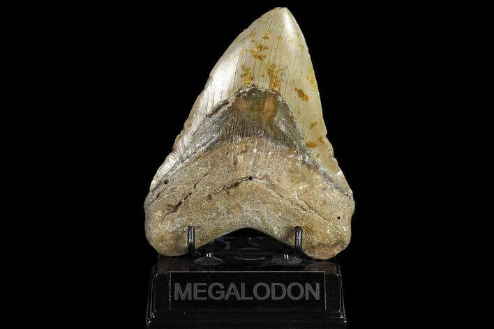 Huge, Fossil Megalodon Tooth - North Carolina #119401